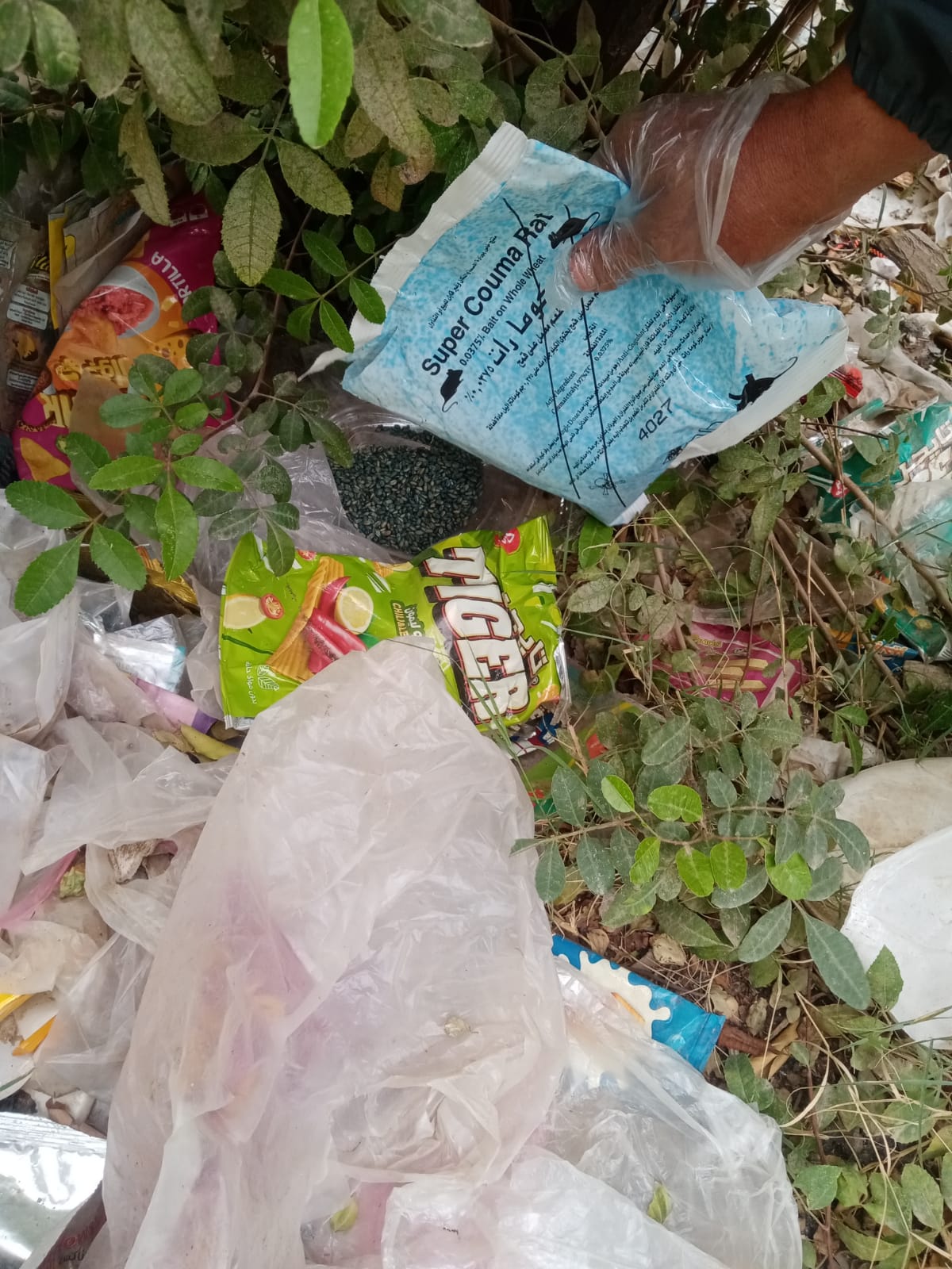 مكافحة ناقلات الأمراض بالشرقية 03