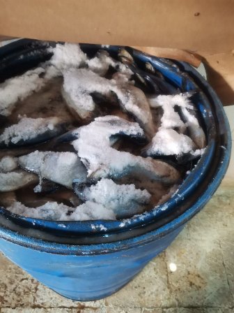 المضبوطات 04