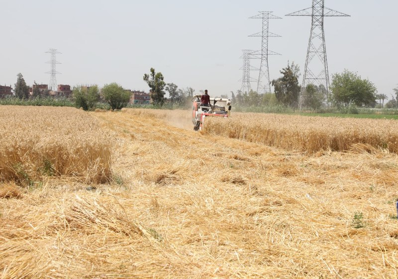 موسم حصاد القمح بالشرقية 01