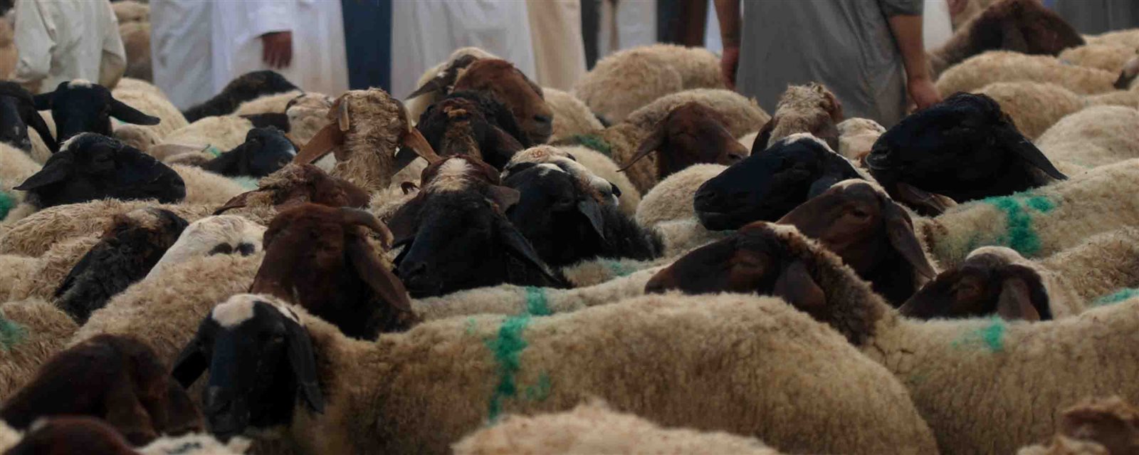 سوق الأضاحي فى الإسكندرية 6