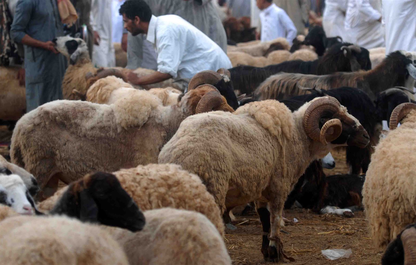  سوق الاضاحى فى الإسكندرية 