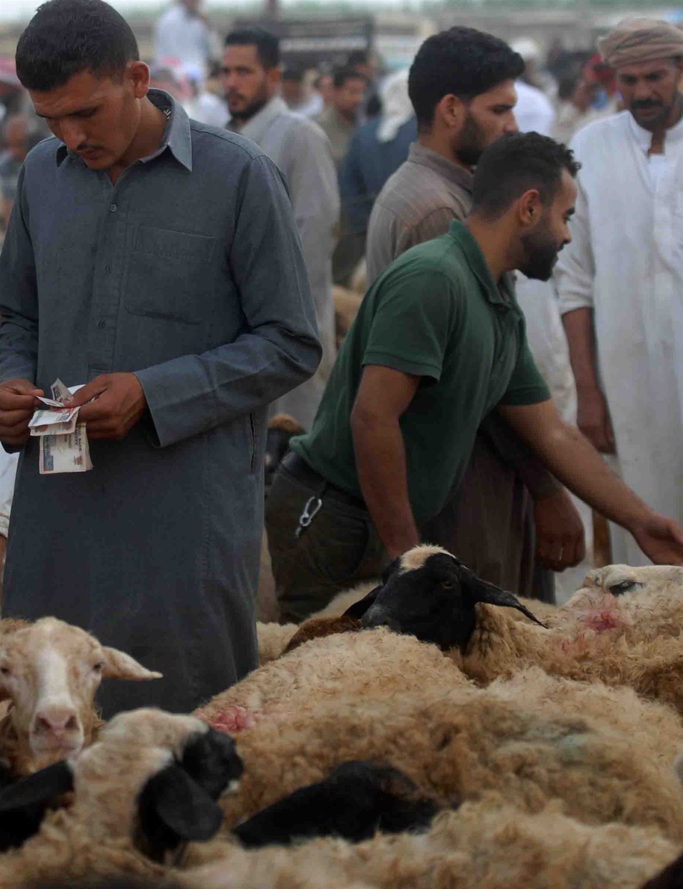 سوق الأضاحي فى الإسكندرية 5