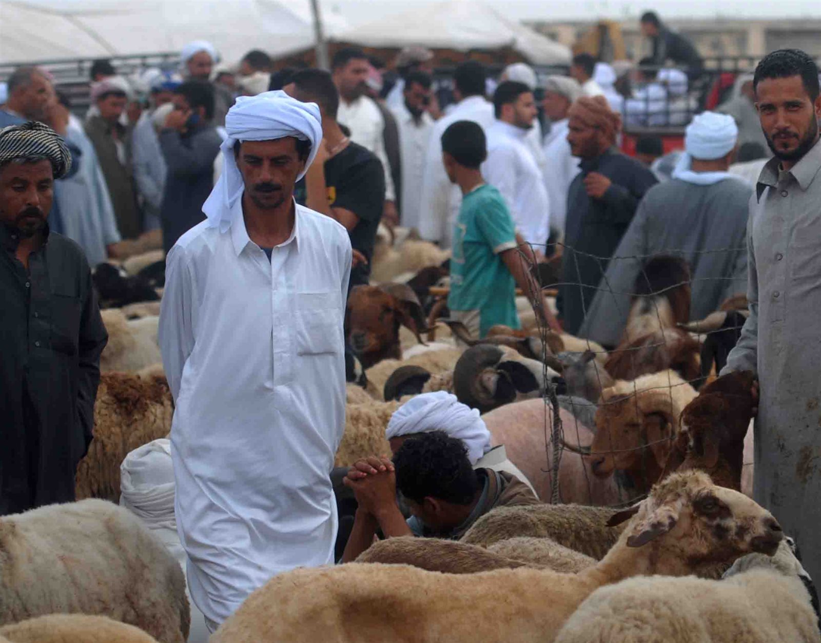 سوق الأضاحي فى الإسكندرية 1