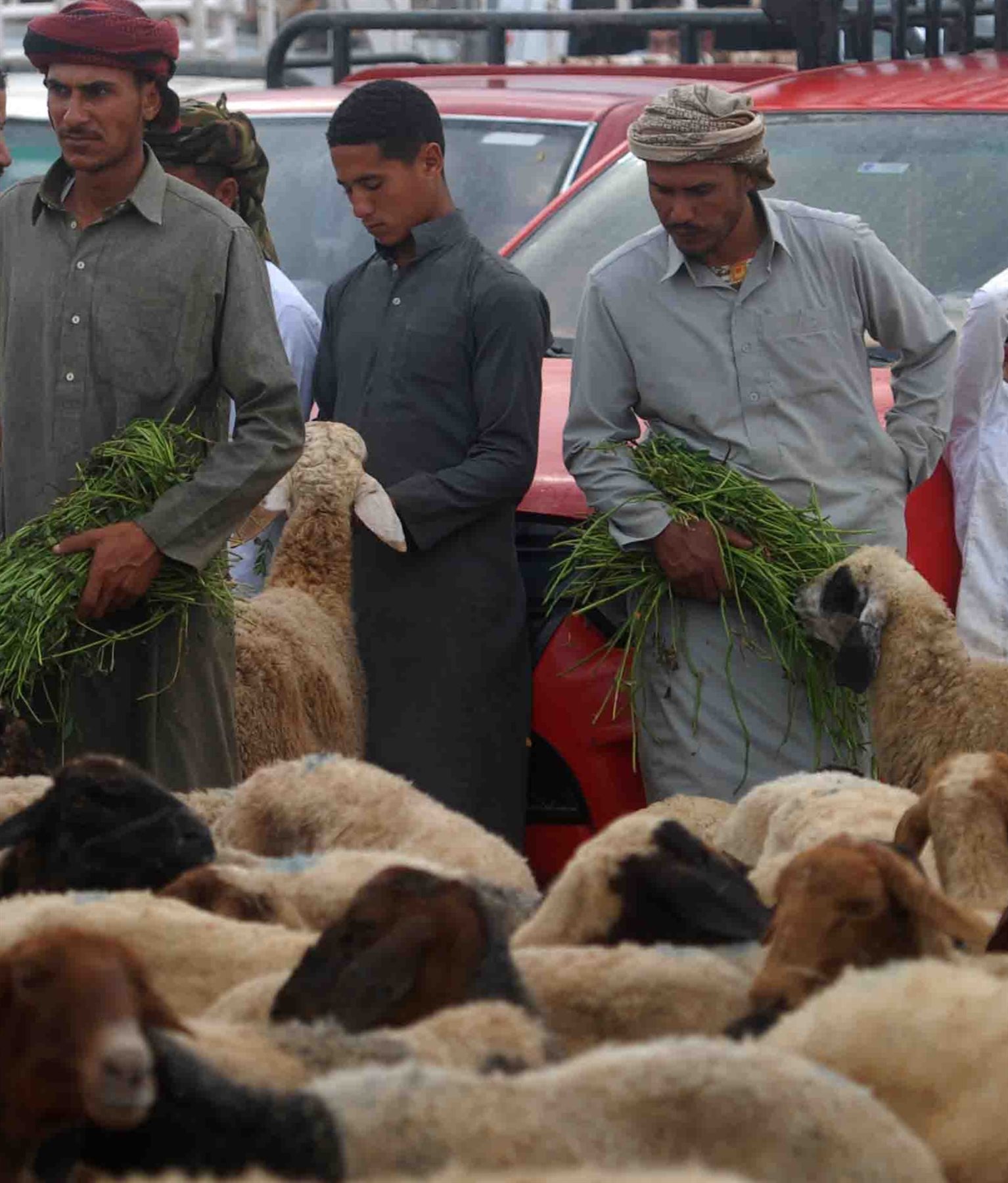 سوق الأضاحي فى الإسكندرية ٤