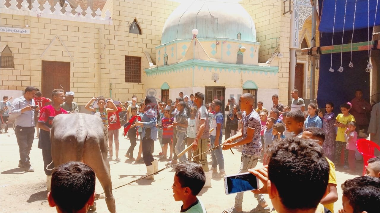 زفة العجل قبل الذبح3