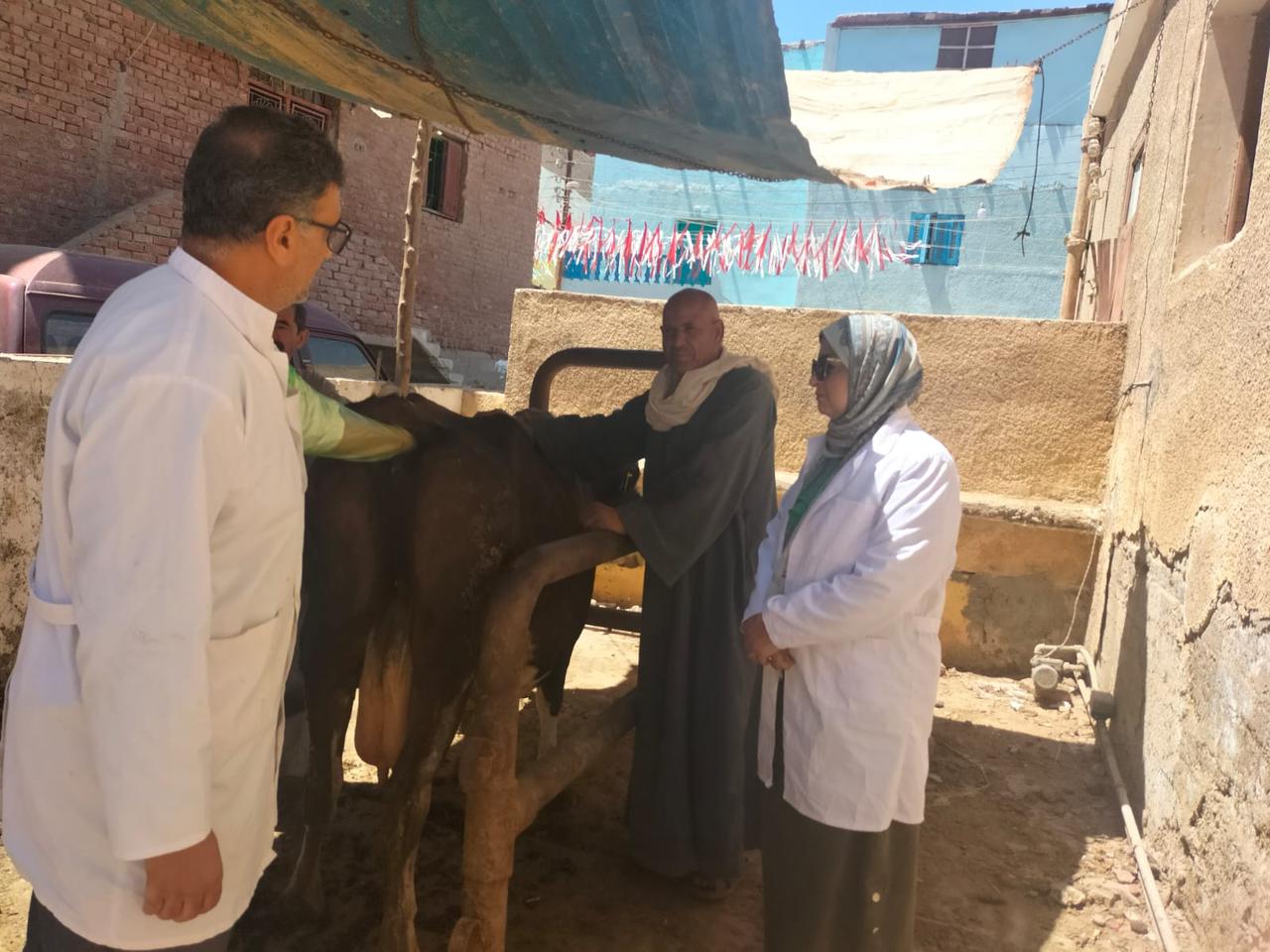 تحصين 47 ألف رأس ماشية ضد الحمى القلاعية والوادي المتصدع