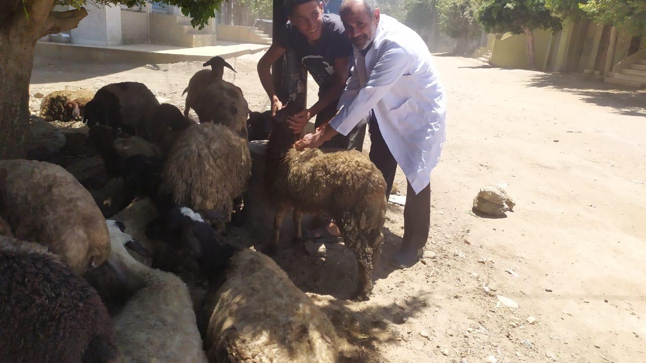 تحصين 47 ألف رأس ماشية ضد الحمى القلاعية والوادي المتصدع