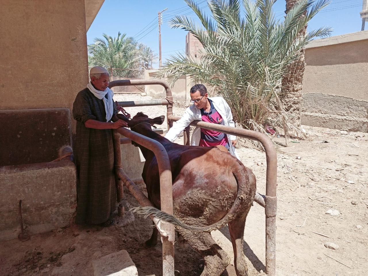 تحصين 47 ألف رأس ماشية ضد الحمى القلاعية والوادي المتصدع