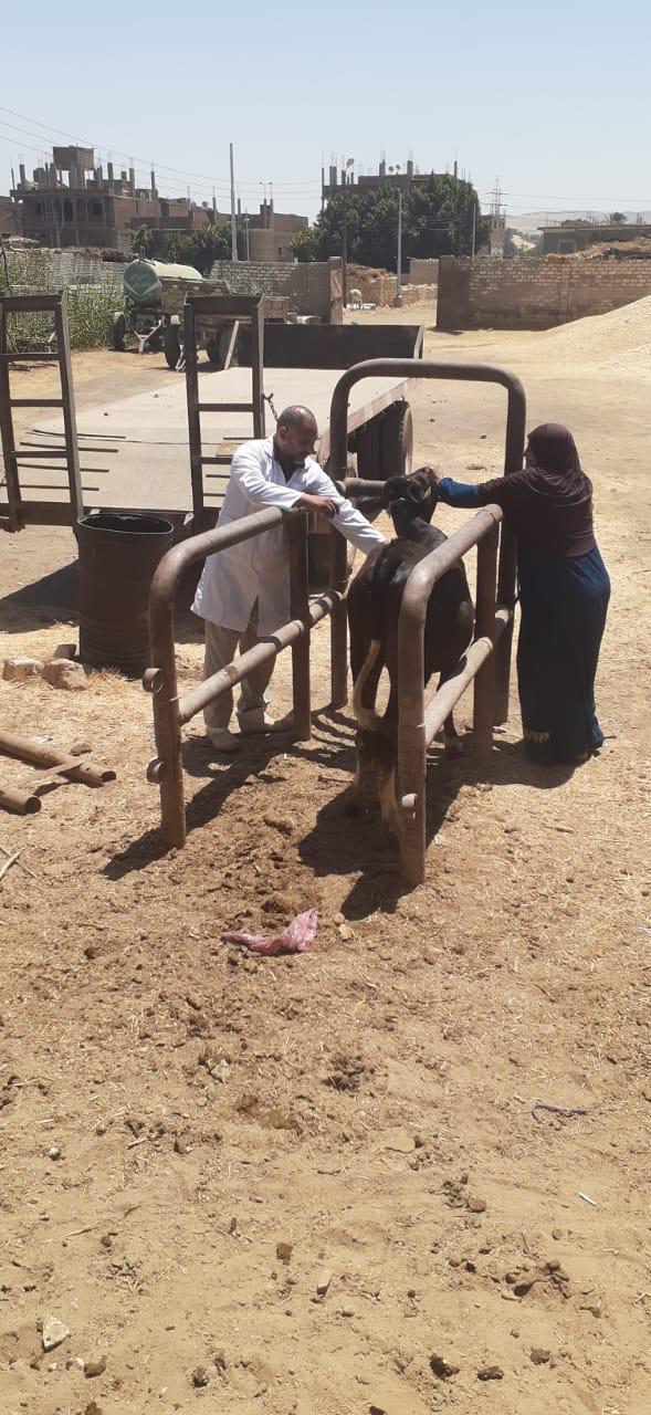 تحصين 47 ألف رأس ماشية ضد الحمى القلاعية والوادي المتصدع