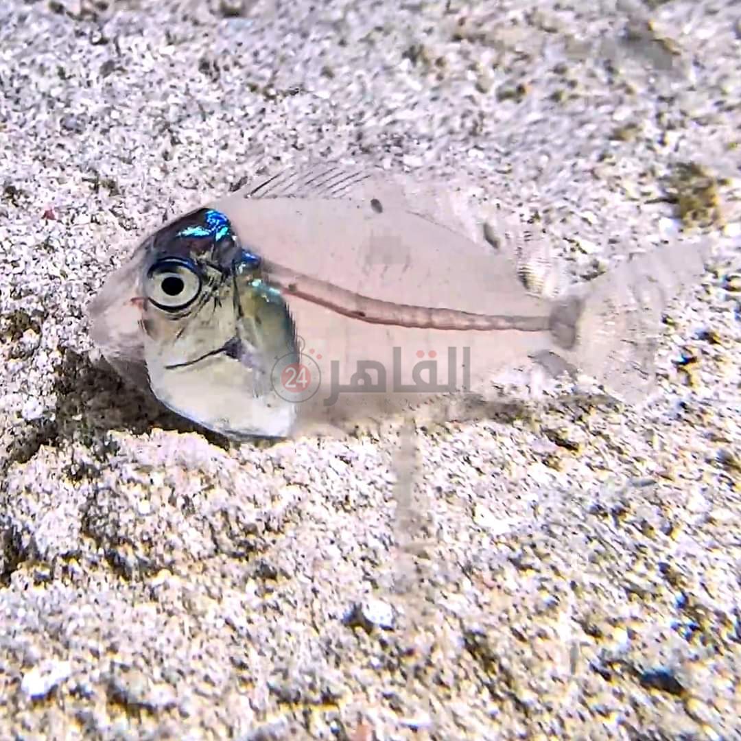 ظهور سمكة شفافة قبالة سواحل مرسى علم 