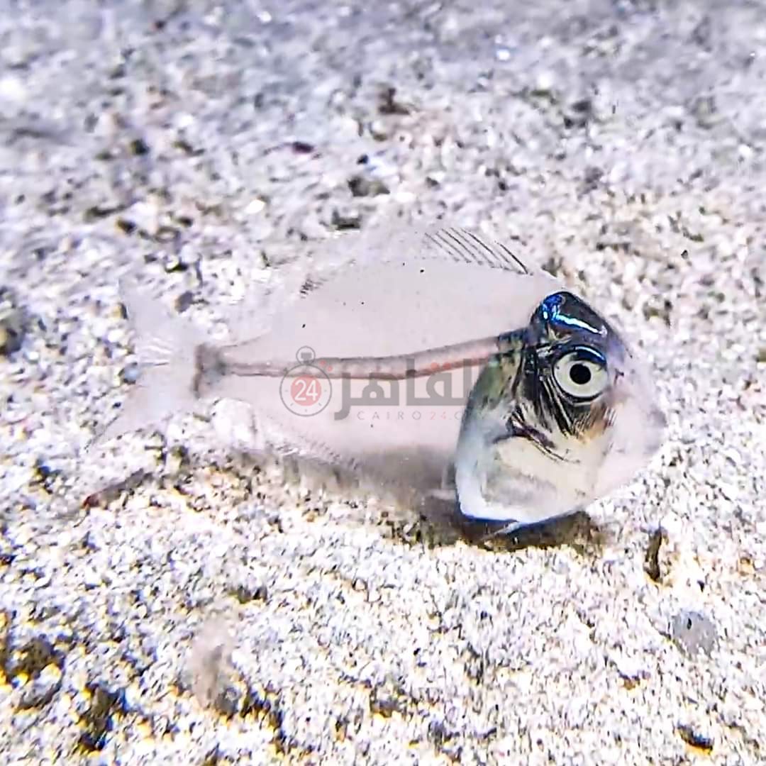 ظهور سمكة شفافة قبالة سواحل مرسى علم 