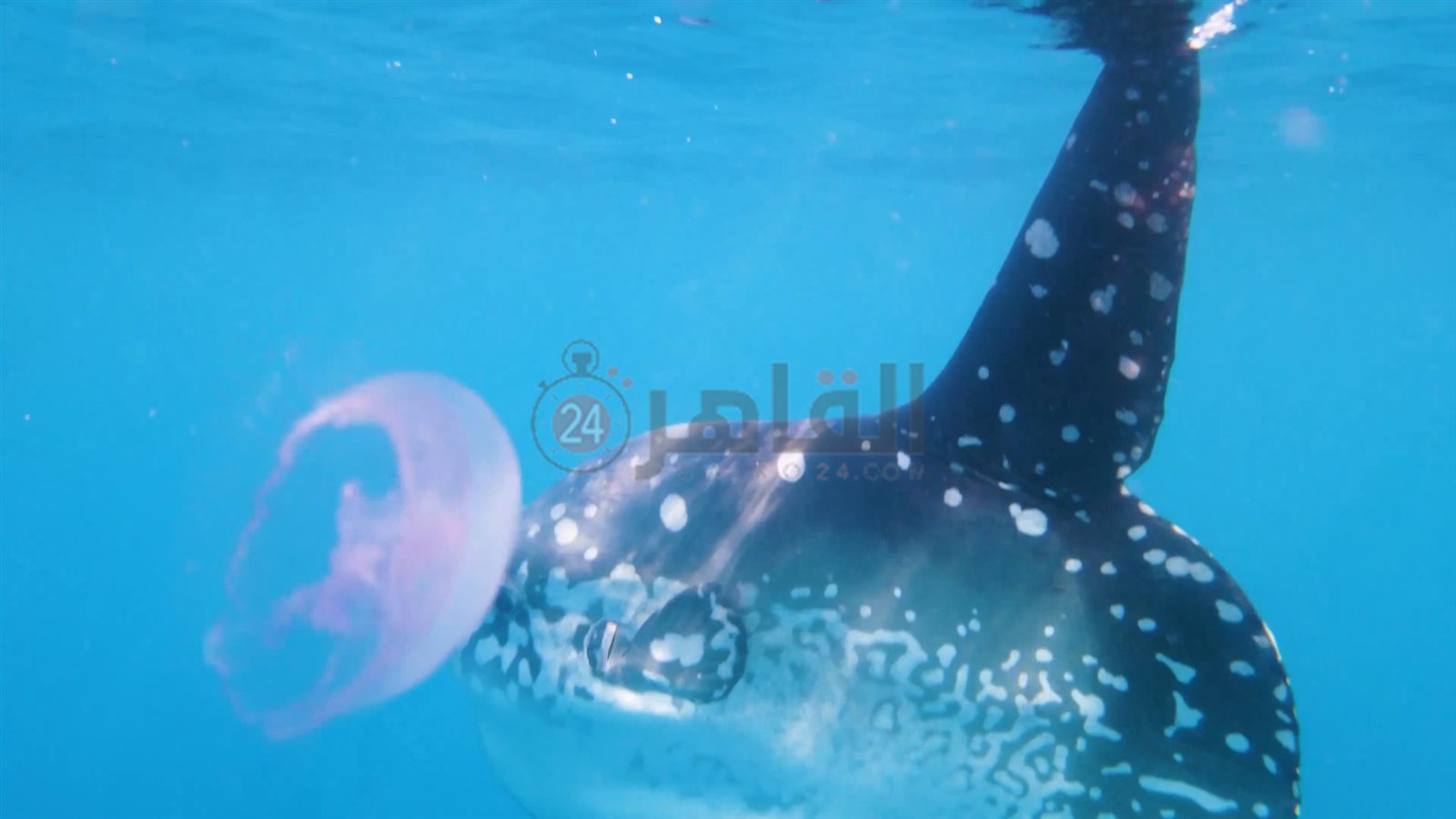 سمكة المولا مولا تعاود الظهور بمرسى علم 