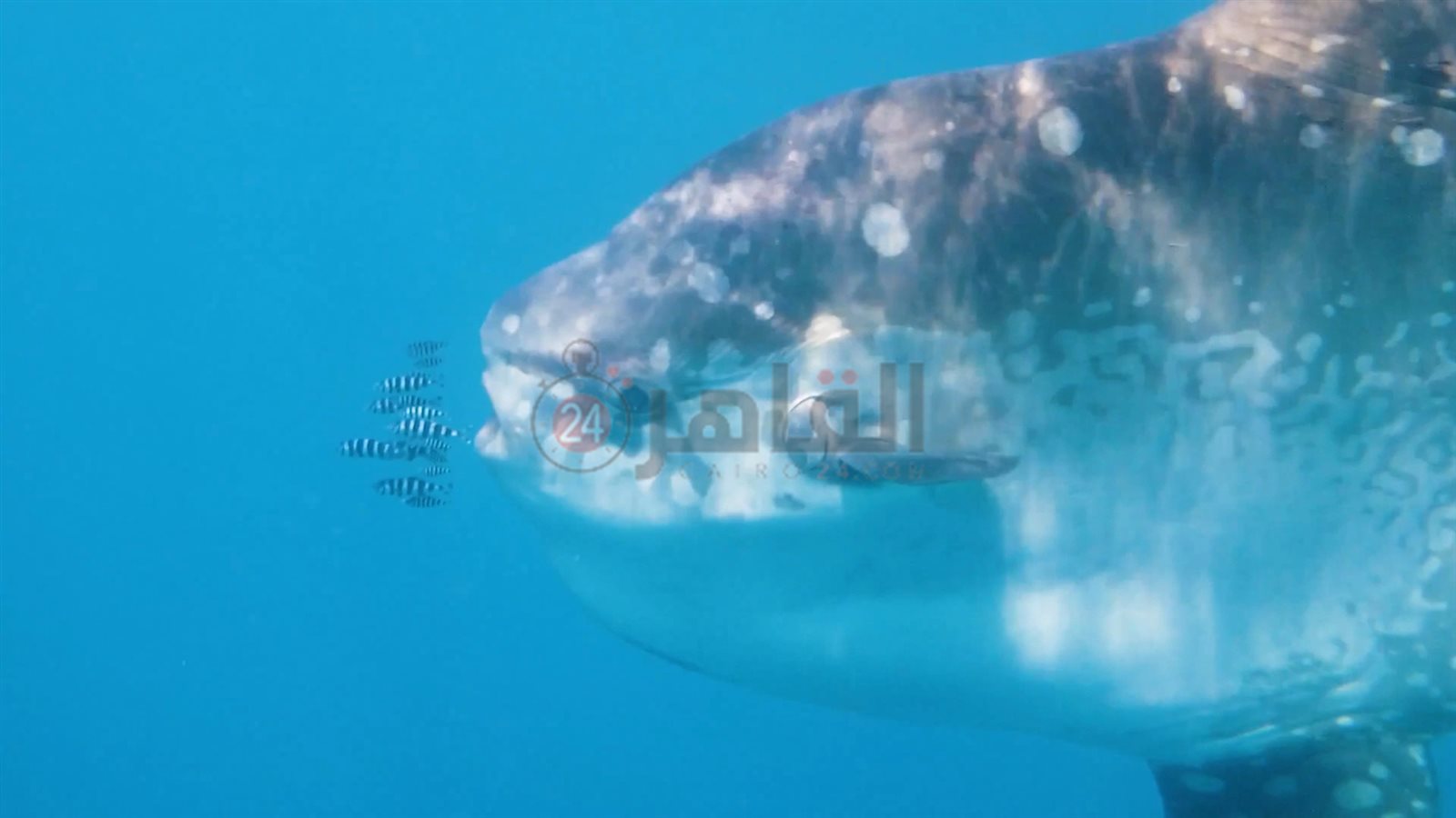 سمكة المولا مولا تعاود الظهور بمرسى علم 