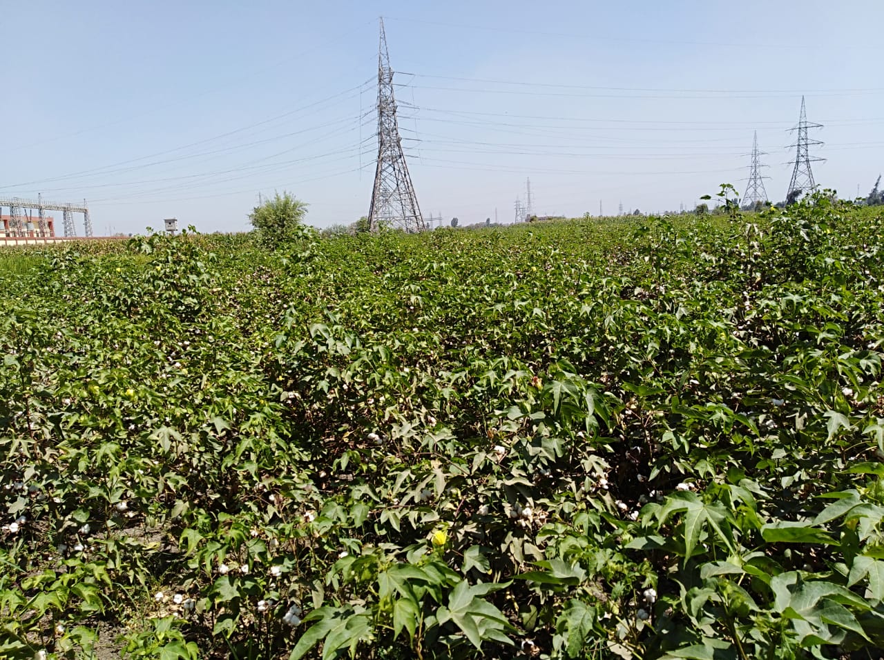 محصول القطن في الشرقية 01