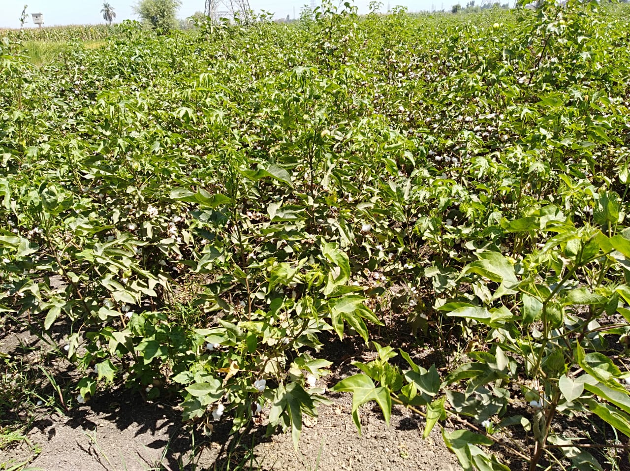 محصول القطن في الشرقية 04