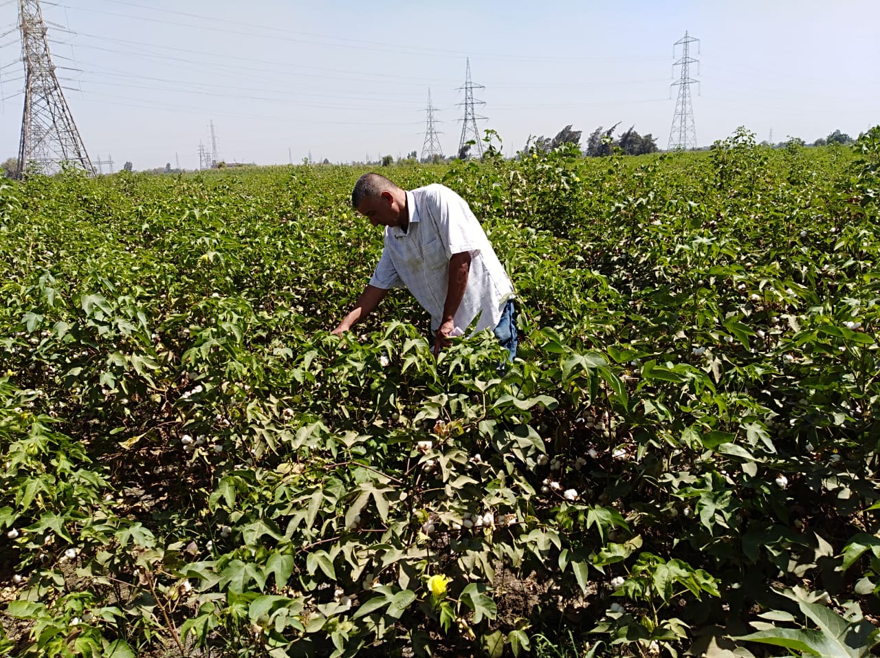 محصول القطن في الشرقية 05