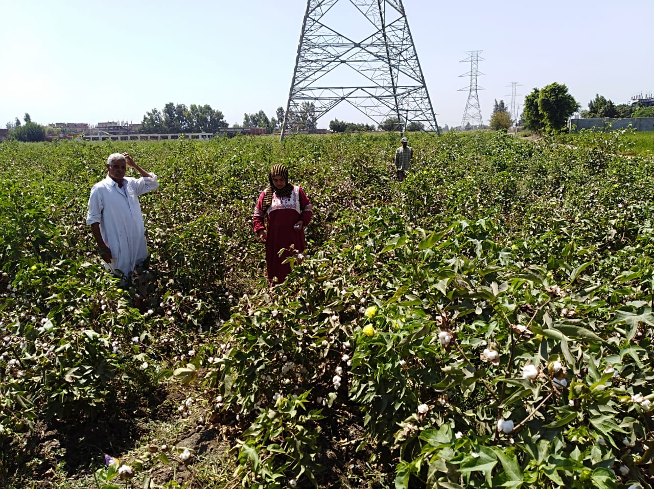 محصول القطن في الشرقية 06