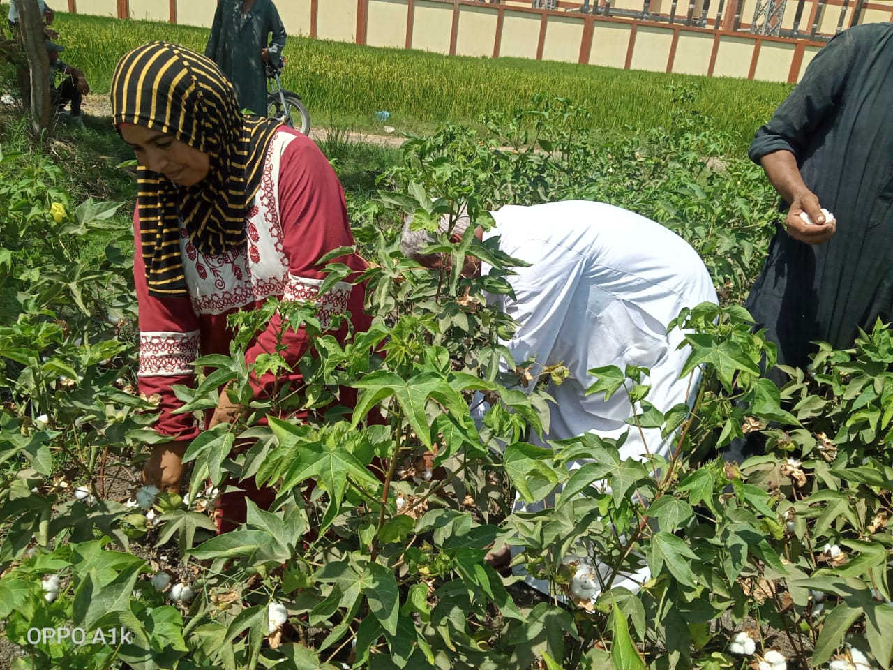 محصول القطن في الشرقية 08