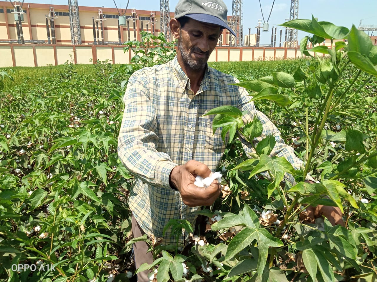 محصول القطن في الشرقية 09