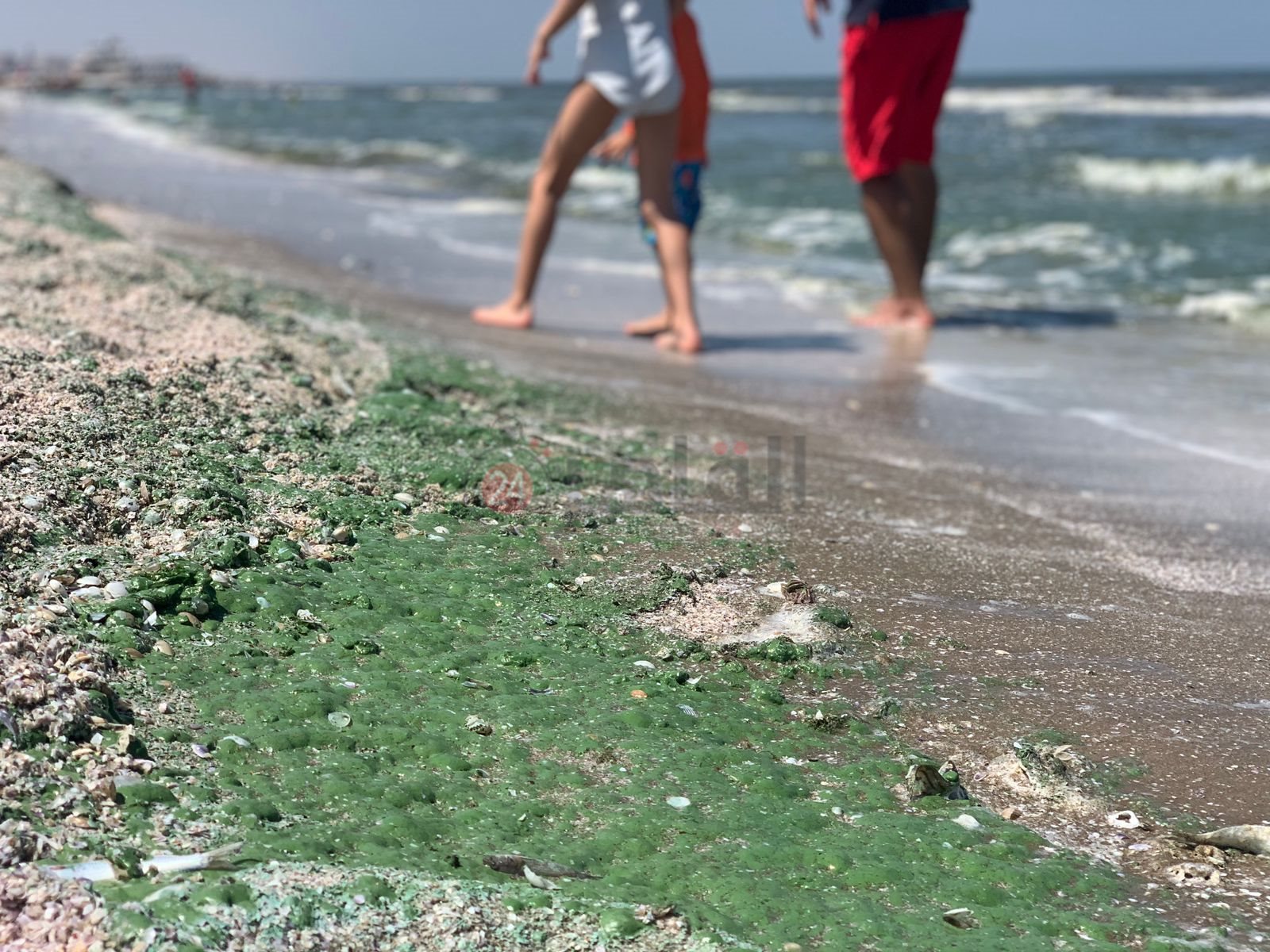 ريم أخضر علي شاطئ بورسعيد 2