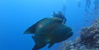 ظهور سمكة نايلون بمنطقة شعاب الفنستون 