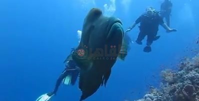 ظهور سمكة نايلون بمنطقة شعاب الفنستون 