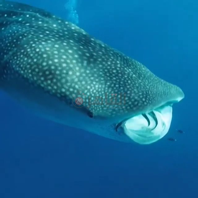 القرش الحوتي بهلول بمرسى علم 