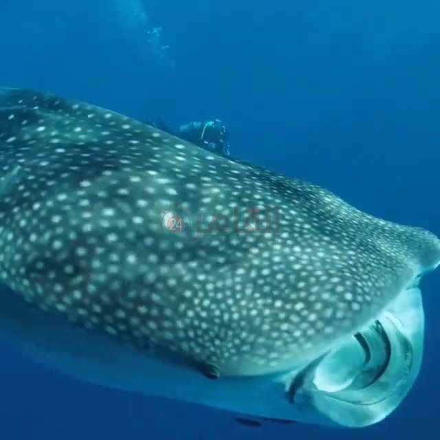 القرش الحوتي بهلول بمرسى علم 