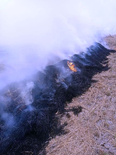 حرق قش الأرز بالشرقية 01