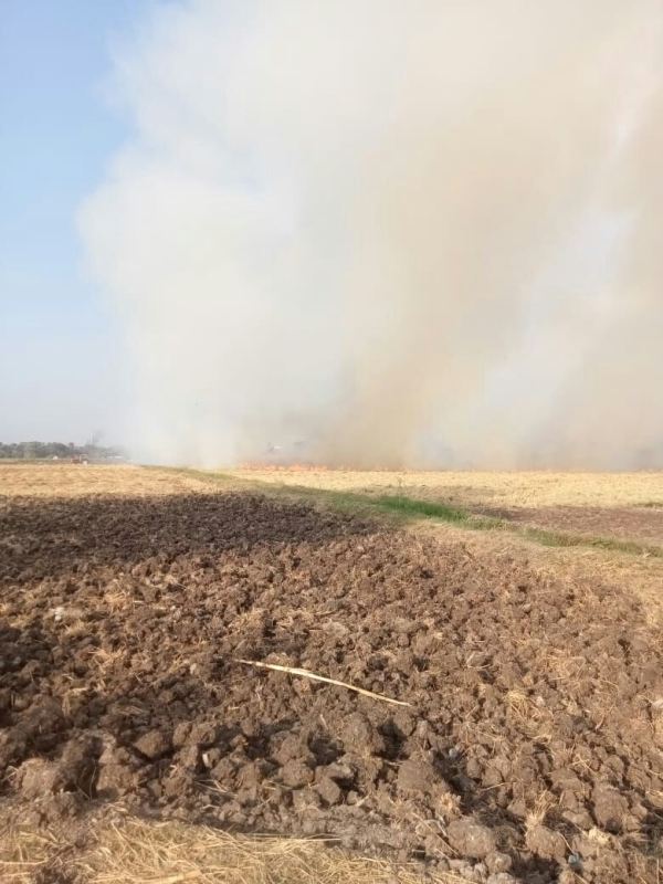 حرق قش الأرز بالشرقية 02