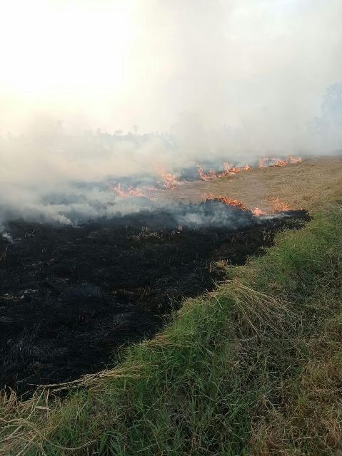 حرق قش الأرز بالشرقية 03