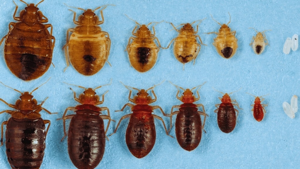 تفسير رؤية البق في البيت في المنام للمتزوجة