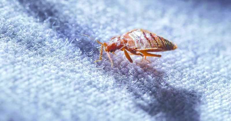 تفسير رؤية البق وقتله في المنام للمتزوجة