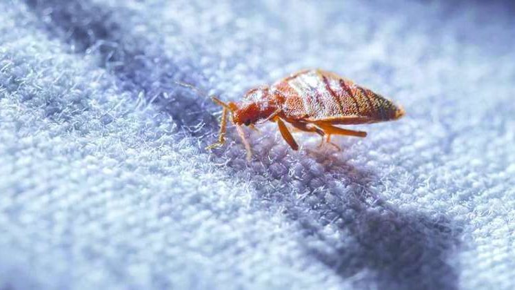 تفسير رؤية البق في المنام للمتزوجة