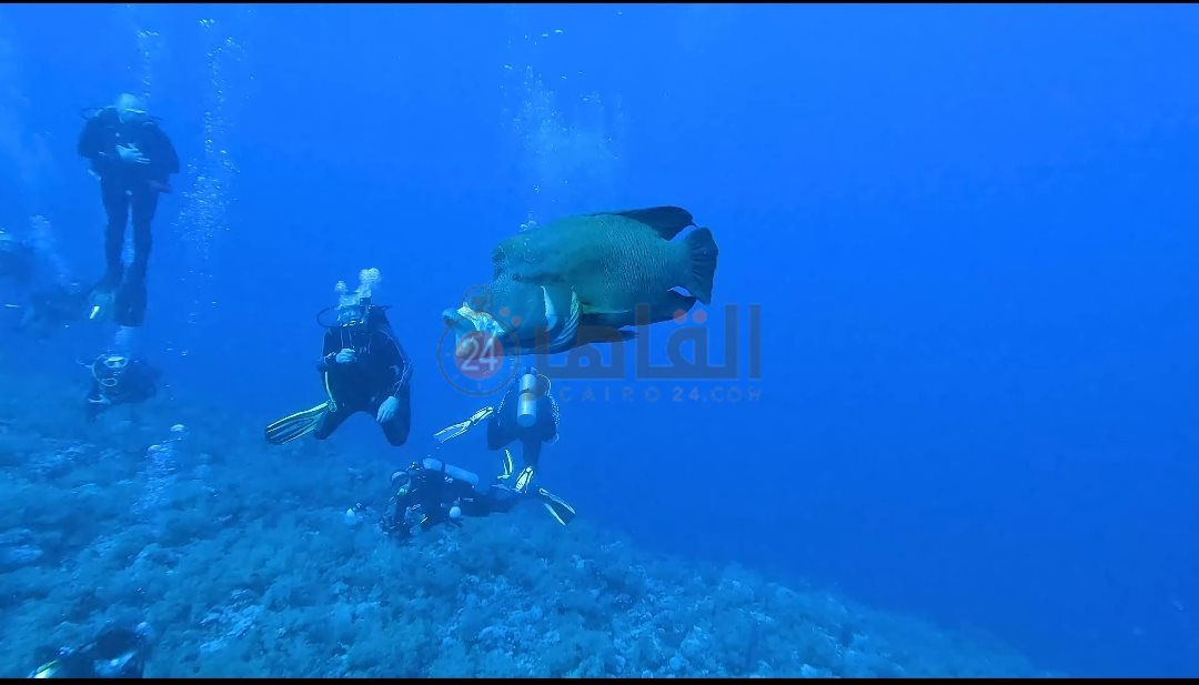 ظهور جديد للسمكة نابليون 