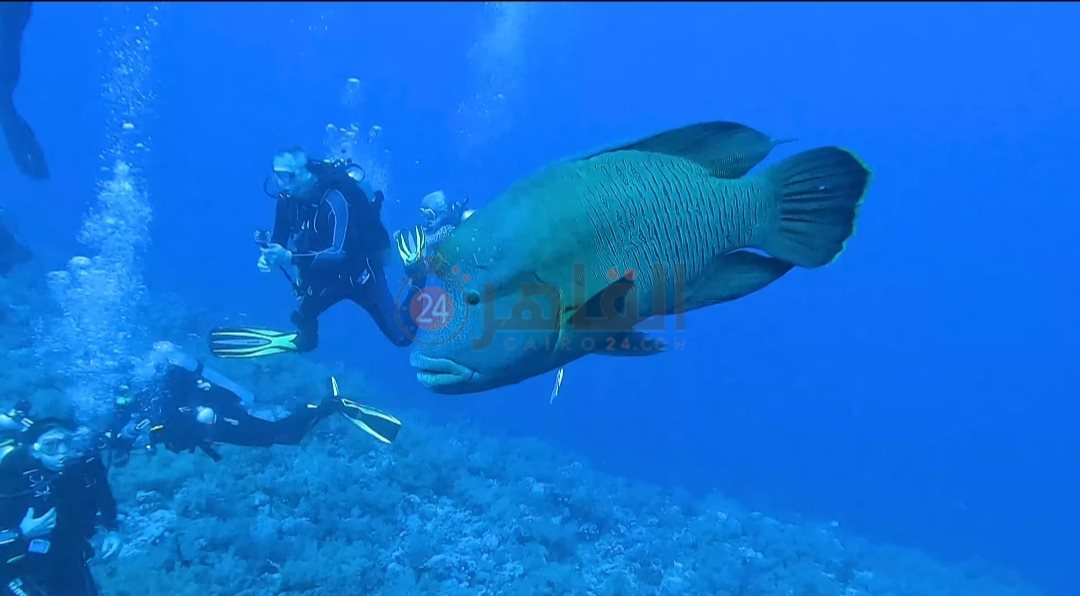 ظهور جديد للسمكة نابليون 