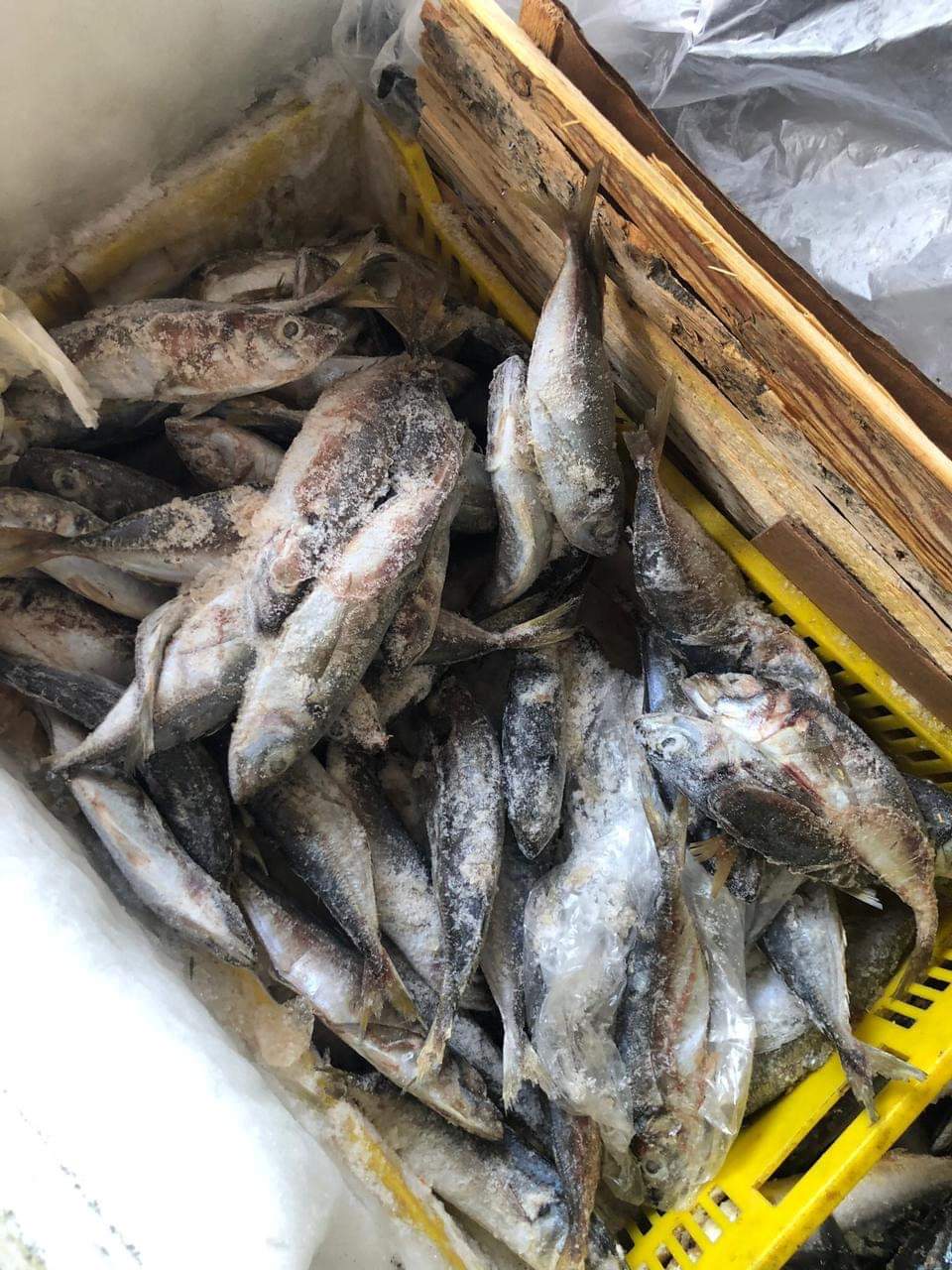 جانب من حملات الطب البيطري 3