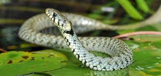 تفسير حلم الثعابين الكثيرة