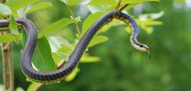 رؤية الثعبان في المنام للرجل