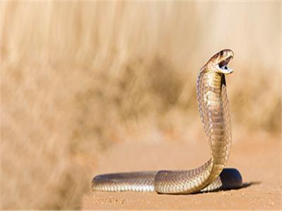 رؤية الثعبان في المنام للرجل