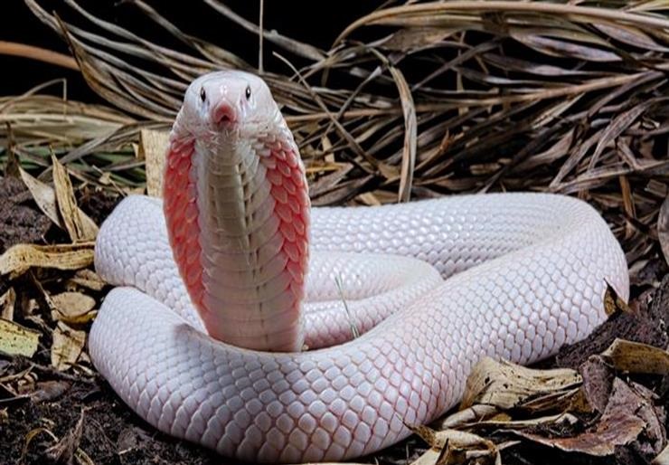 رؤية الثعبان في المنام للرجل