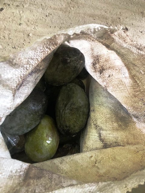 مانجو غير صالح للاستهلاك