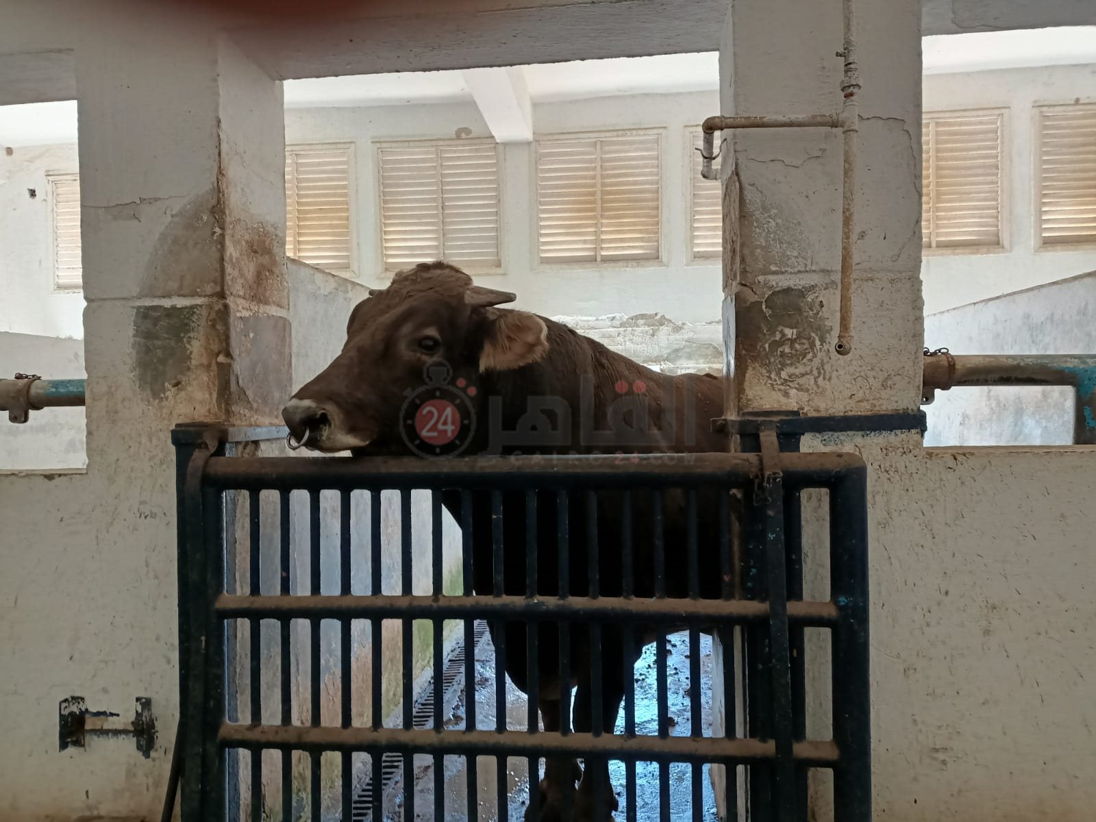 أضخم بقار العالم