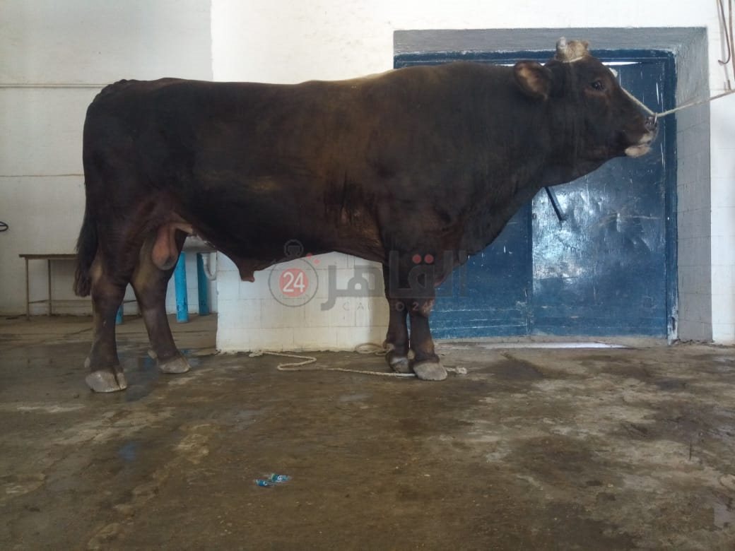 أضخم بقار العالم