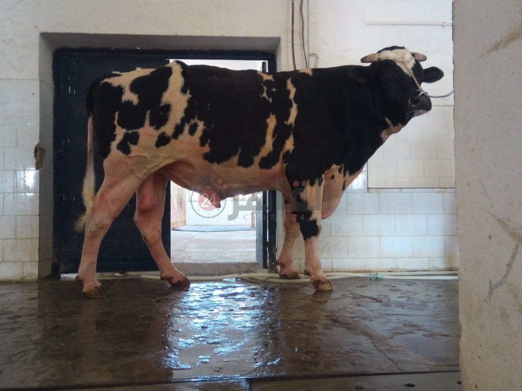 أضخم بقار العالم