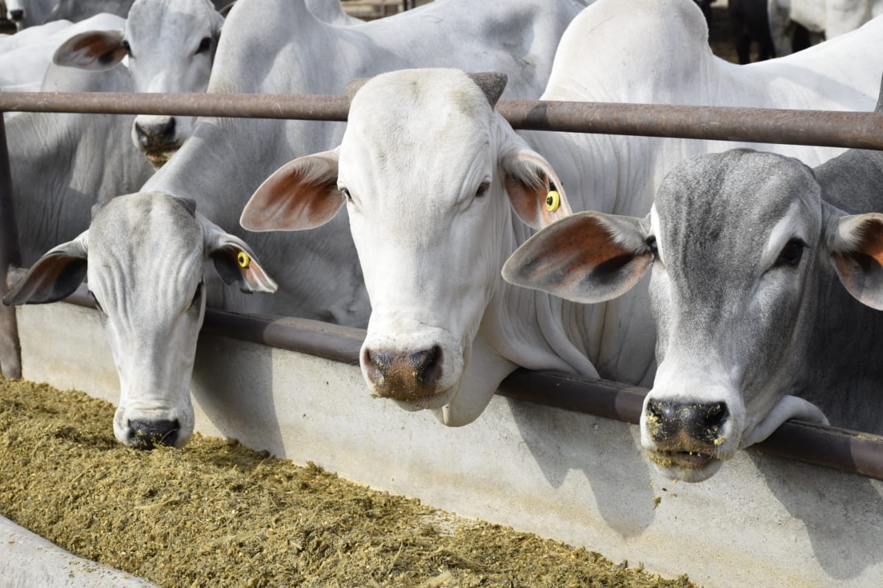 تفسير رؤية العجل في المنام للمتزوجة