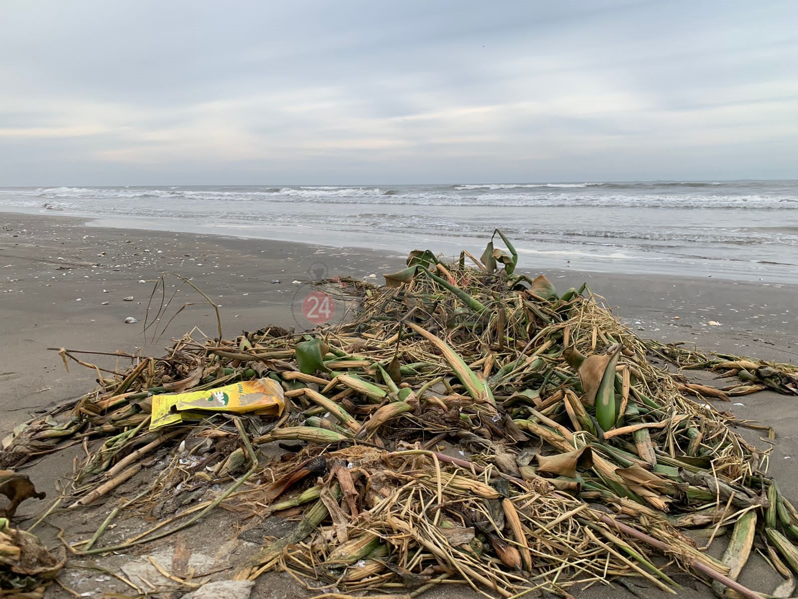 ورد النيل علي شاطئ بورسعيد 