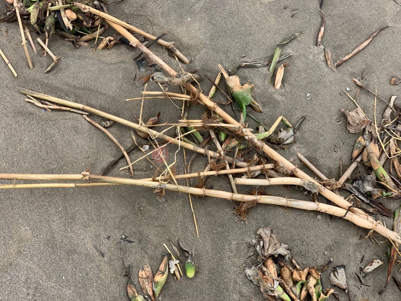 ورد النيل علي شاطئ بورسعيد 