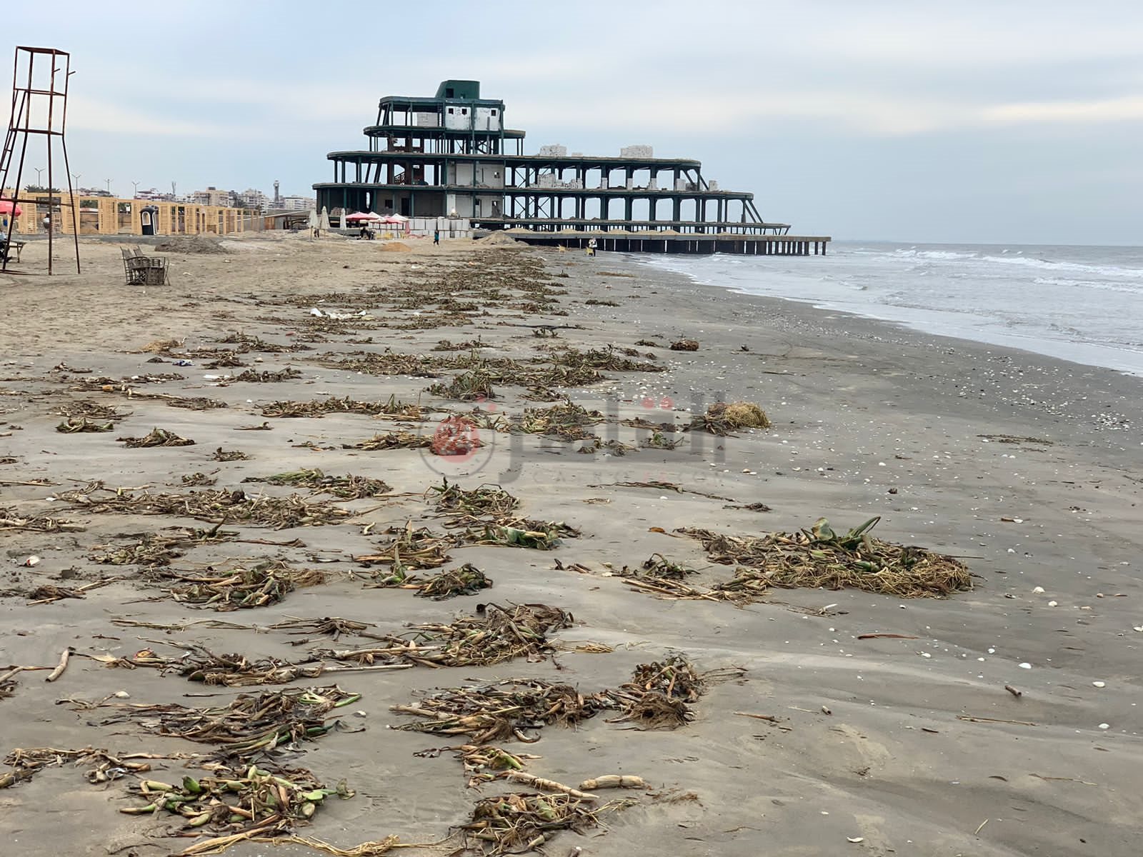 ورد النيل علي شاطئ بورسعيد 