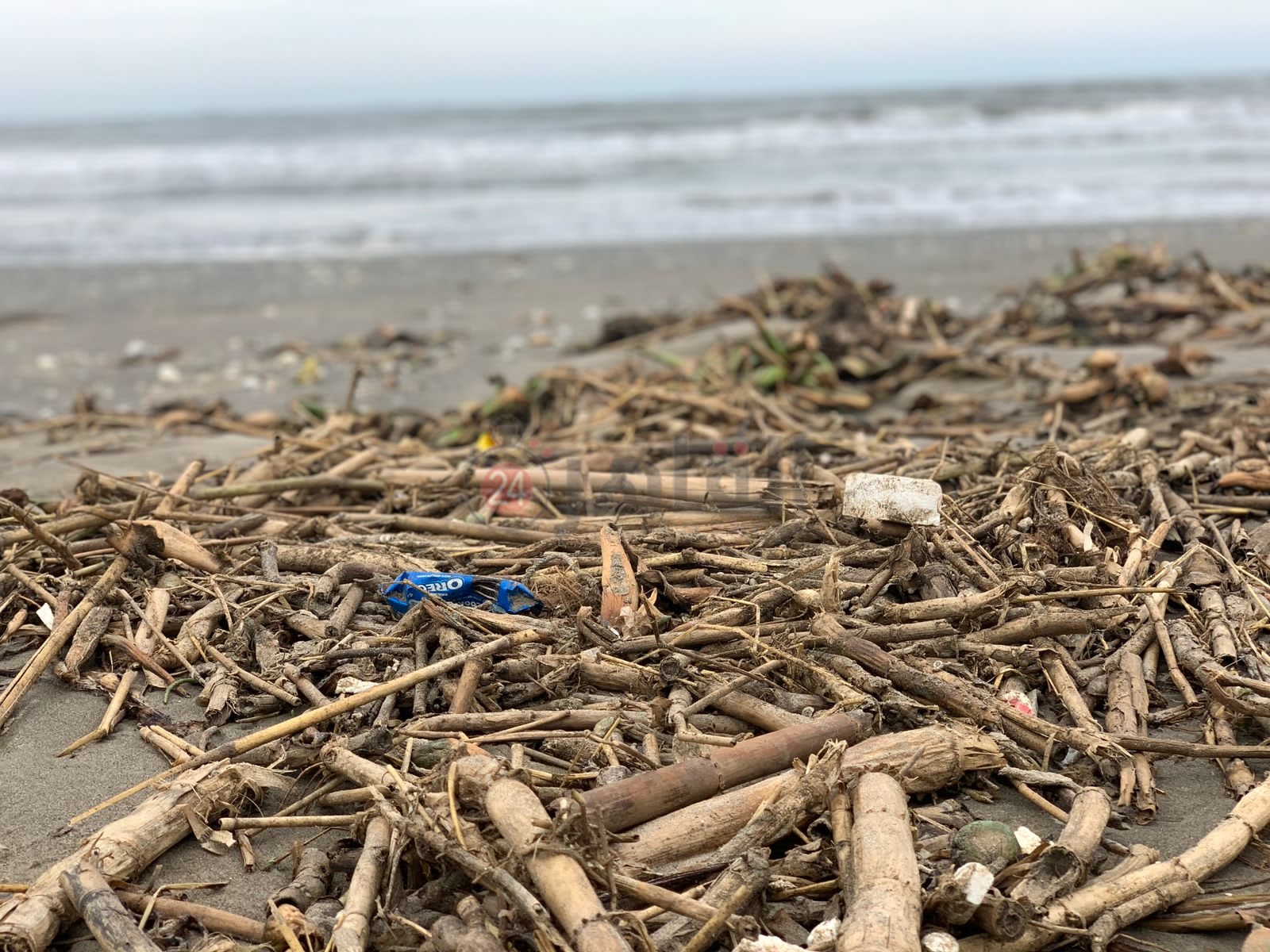 ورد النيل علي شاطئ بورسعيد 